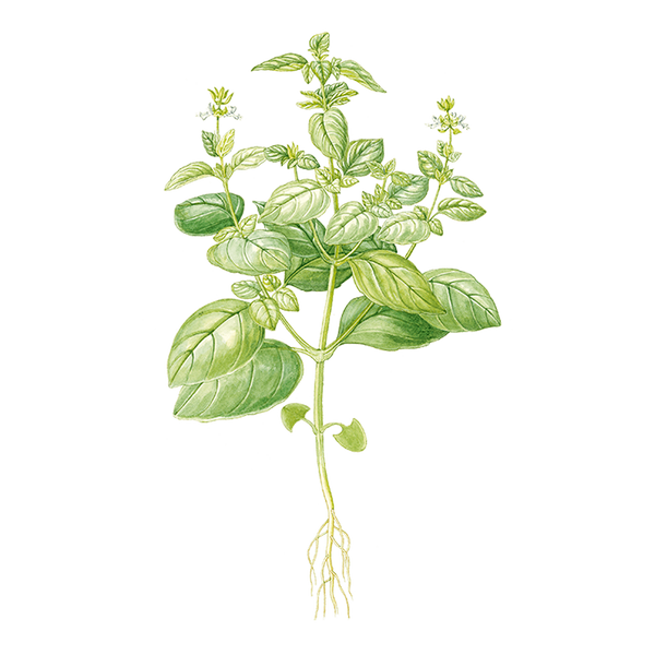 Exotic Basil Essential Oil Benefits & Properties Puressentiel UK