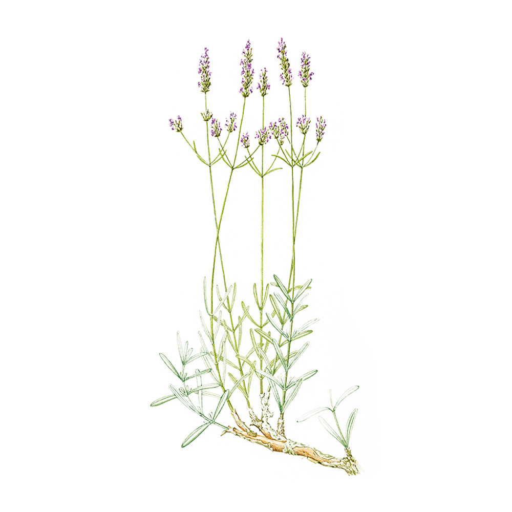 Spike Lavender Essential Oil | Benefits & Properties  Puressentiel UK