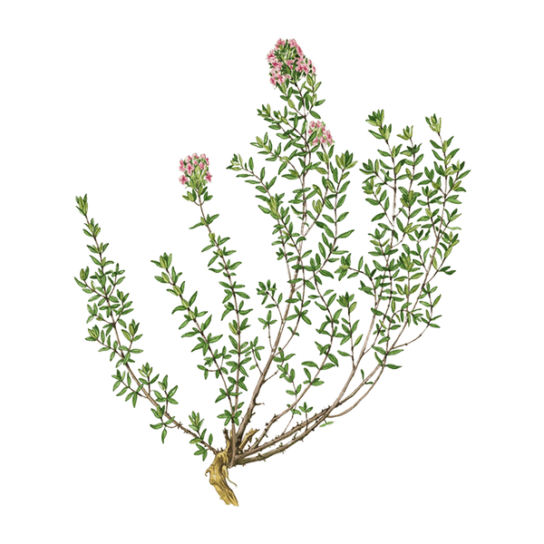 Thyme Thymol Essential Oil Benefits & Properties Puressentiel UK
