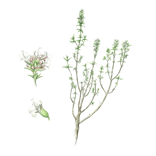 Thyme Linalool Essential Oil Benefits & Properties Puressentiel UK