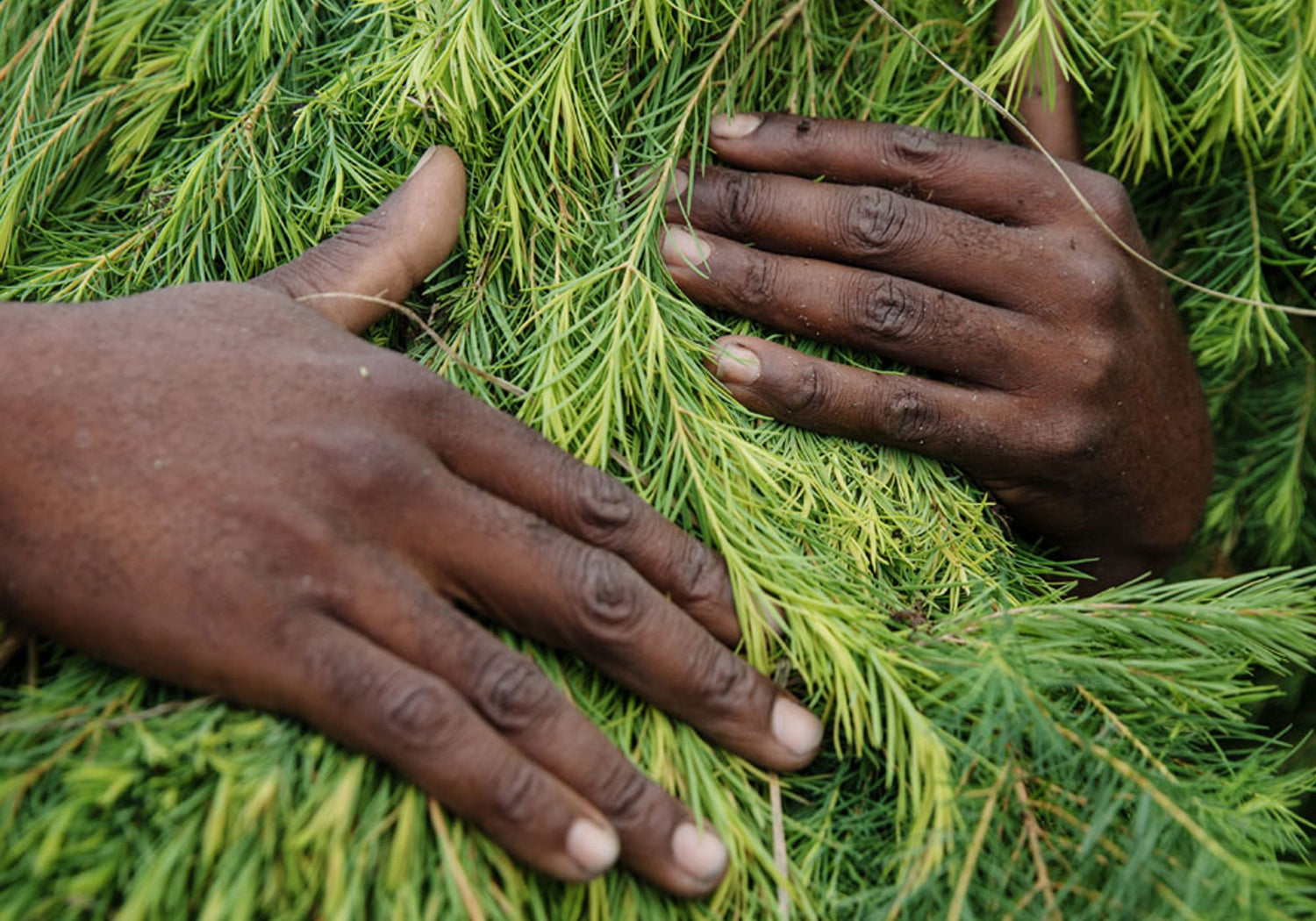 ingredients charter puressentiel