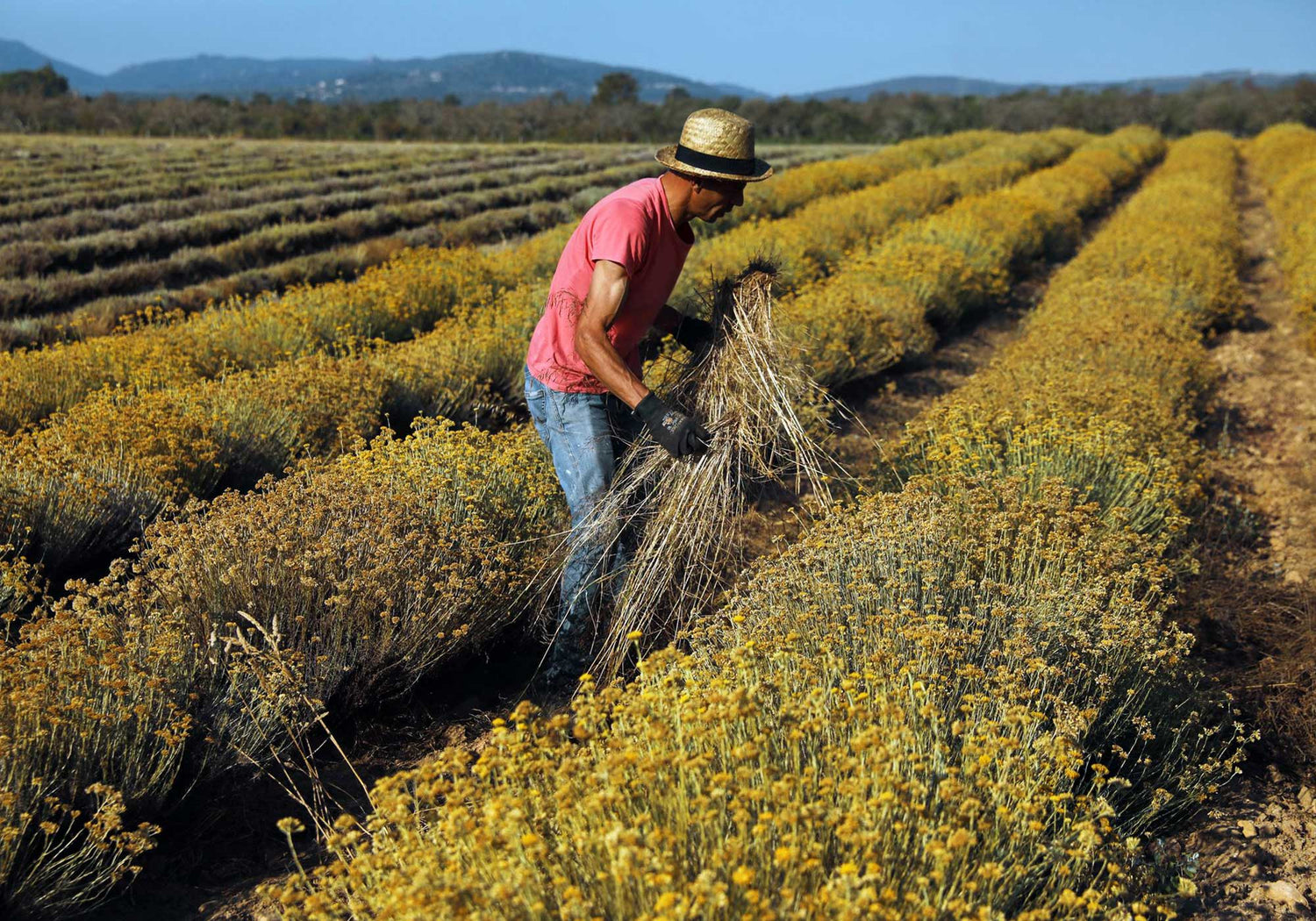 traceability, from the field to your home