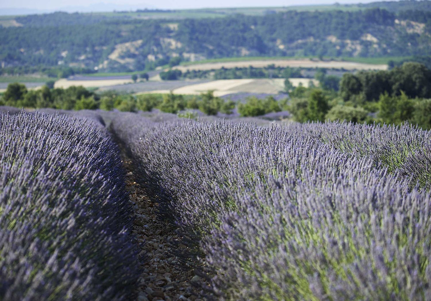 Made in France puressentiel