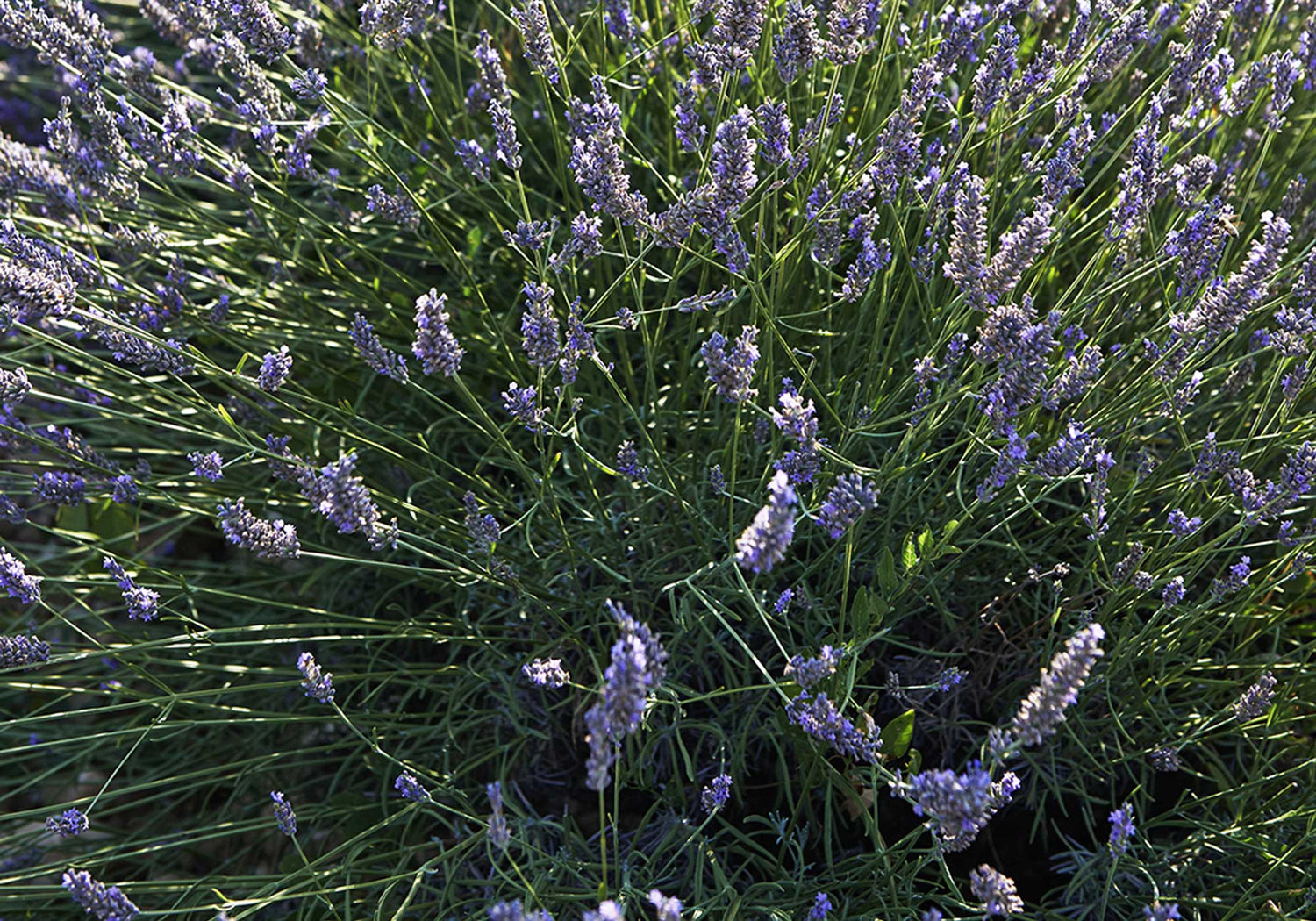 endocrine disruptors puressentiel