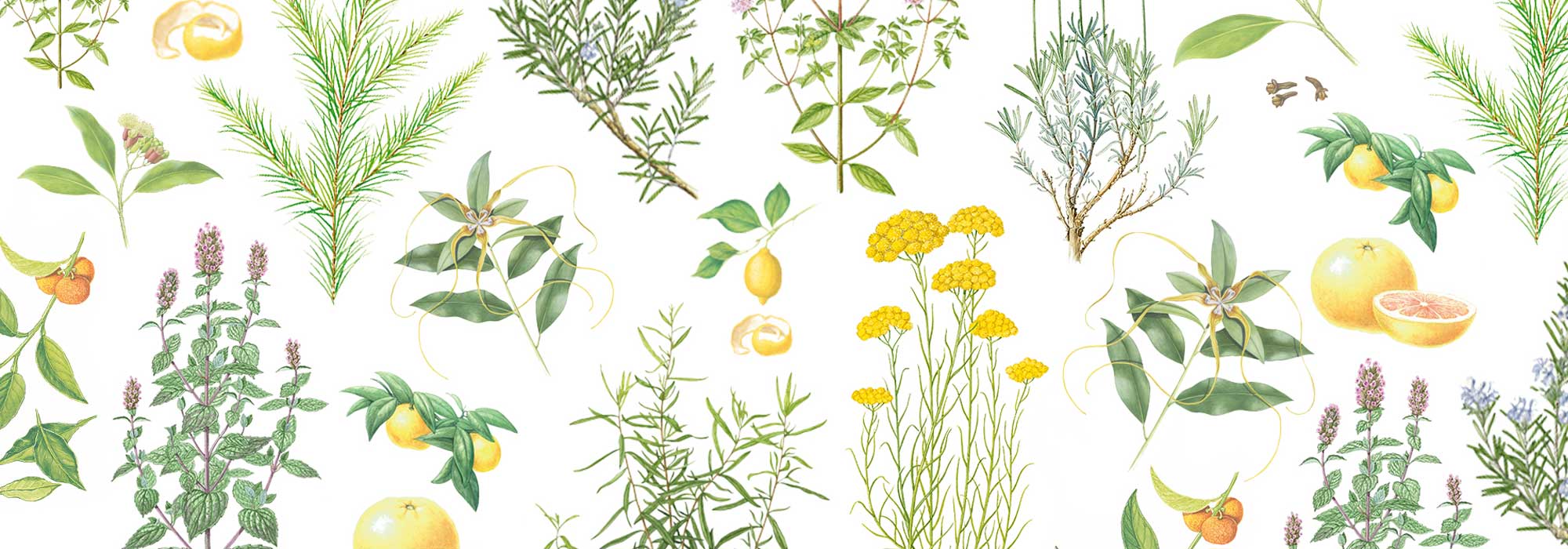  spheres of action essential oils