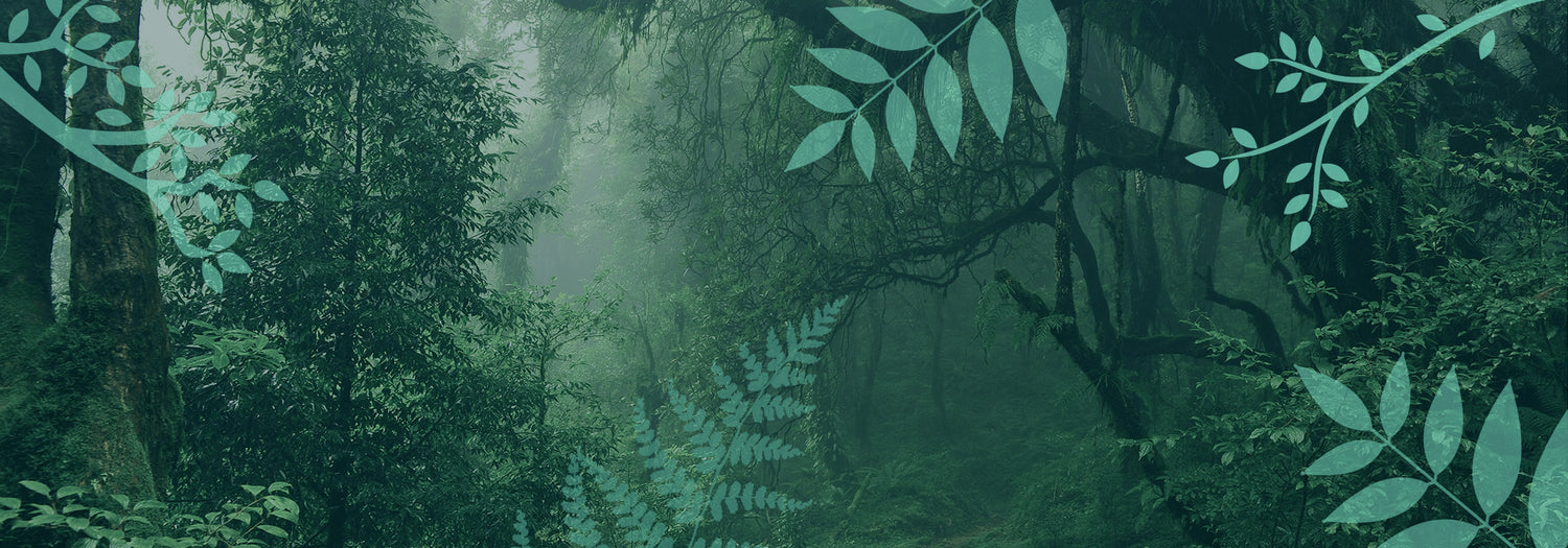 Lyme Disease: How to Identify, Avoid and Remove Ticks