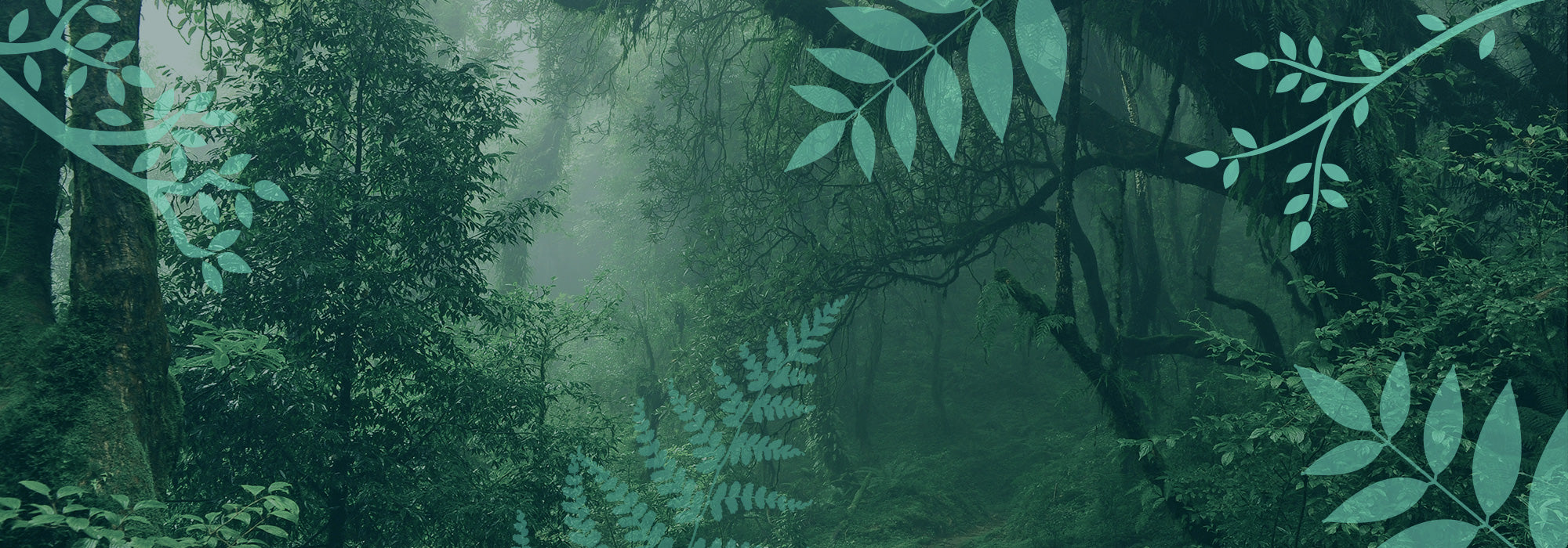 Lyme Disease: How to Identify, Avoid and Remove Ticks