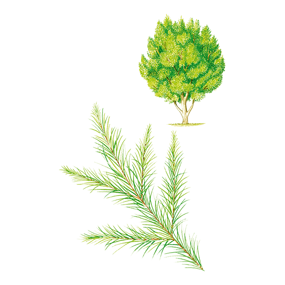 tea tree essential oil