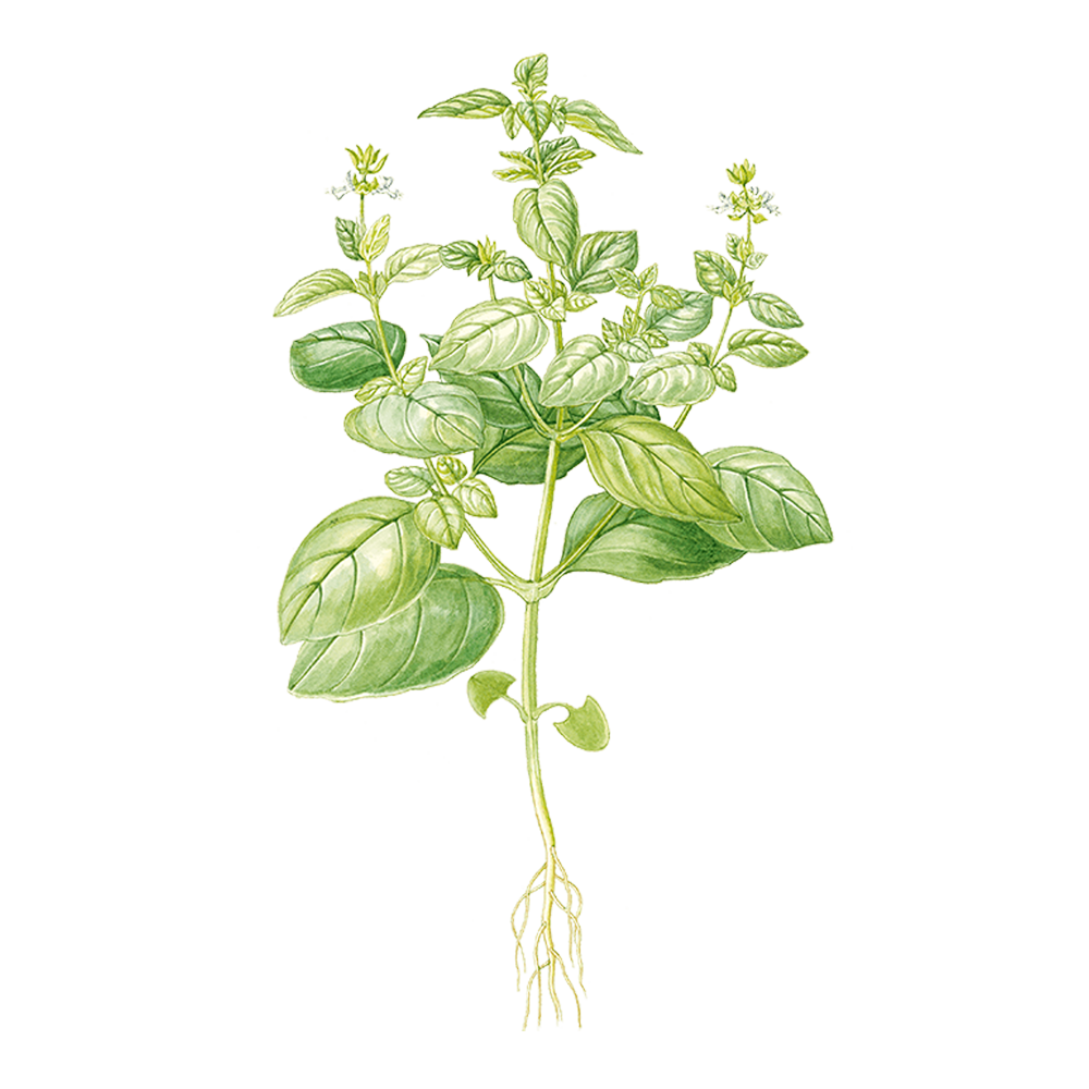 exotic basil essential oil