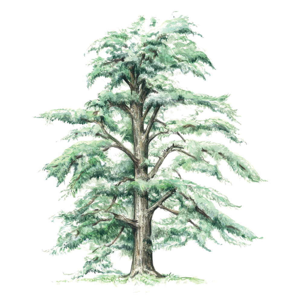 atlas cedar essential oil benefits