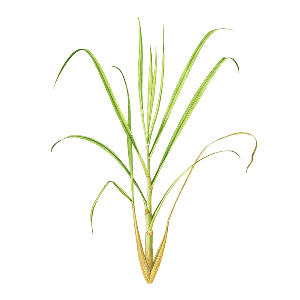 Java Citronella benefits