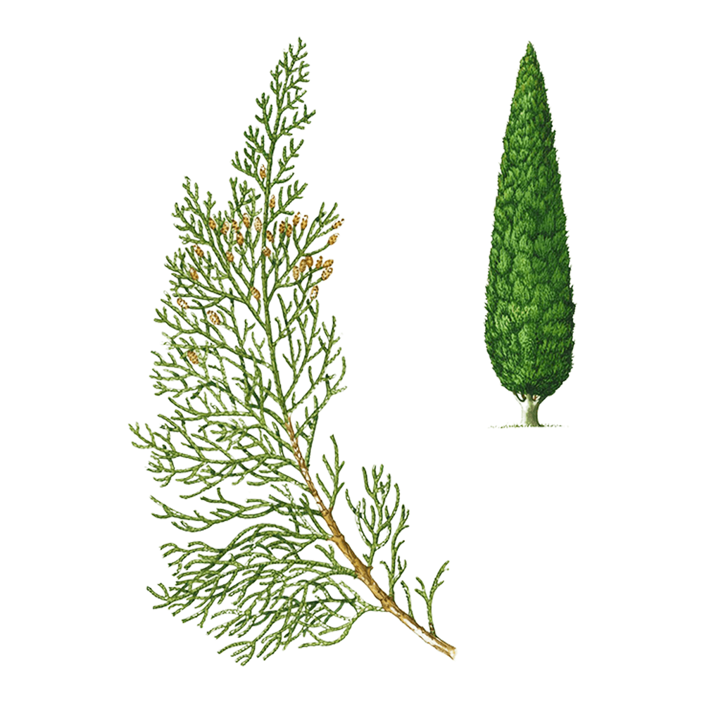 cypress essential oil benefits