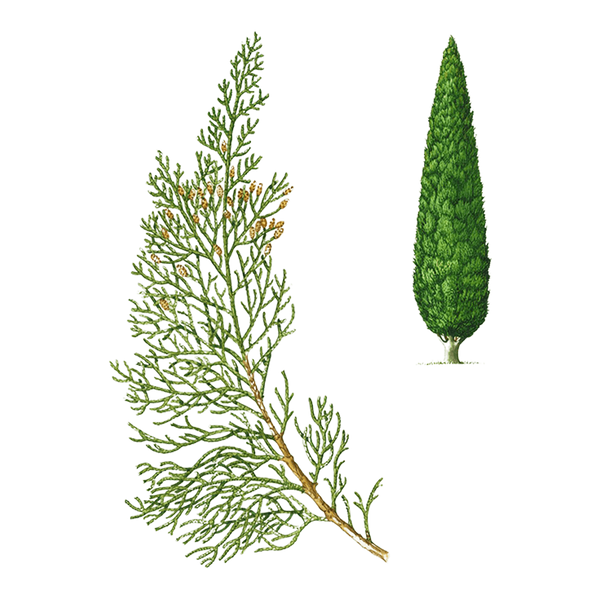 Cypress Essential Oil Benefits & Properties Puressentiel