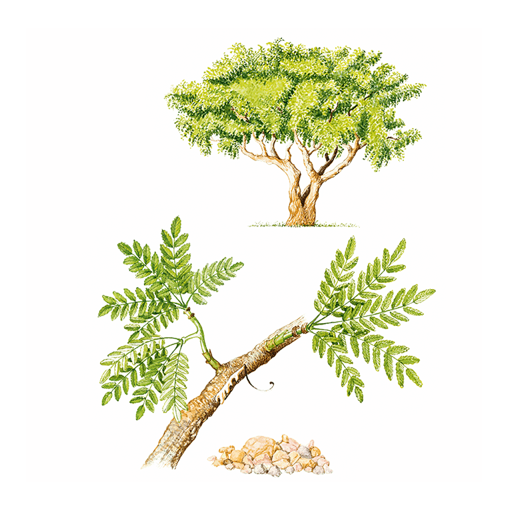 incense essential oil benefits