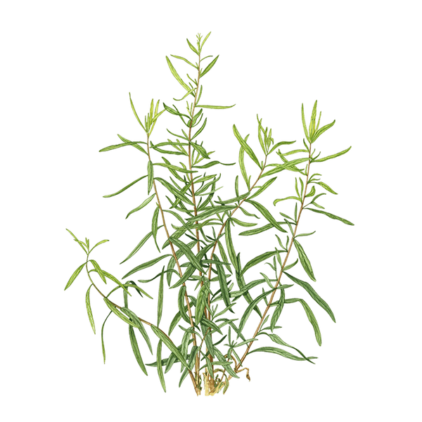 Tarragon Essential Oil Benefits & Properties Puressentiel