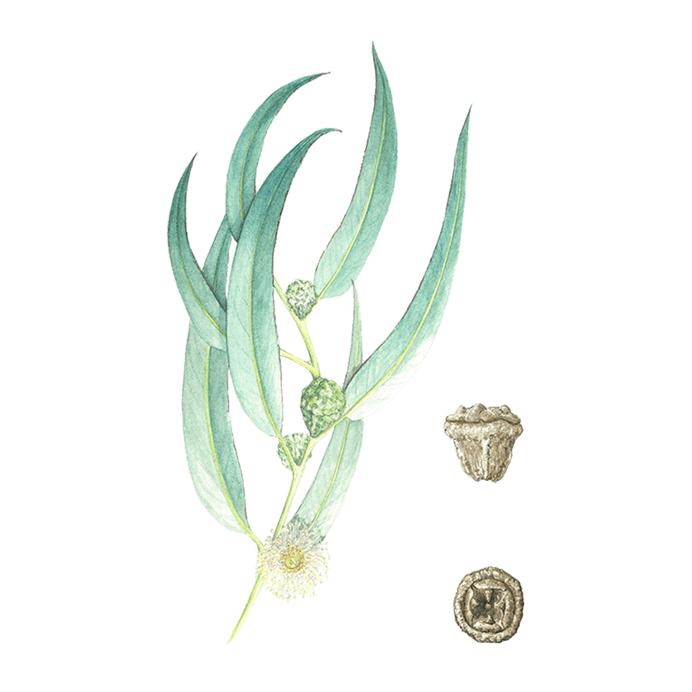 eucalyptus globulus essential oil benefits