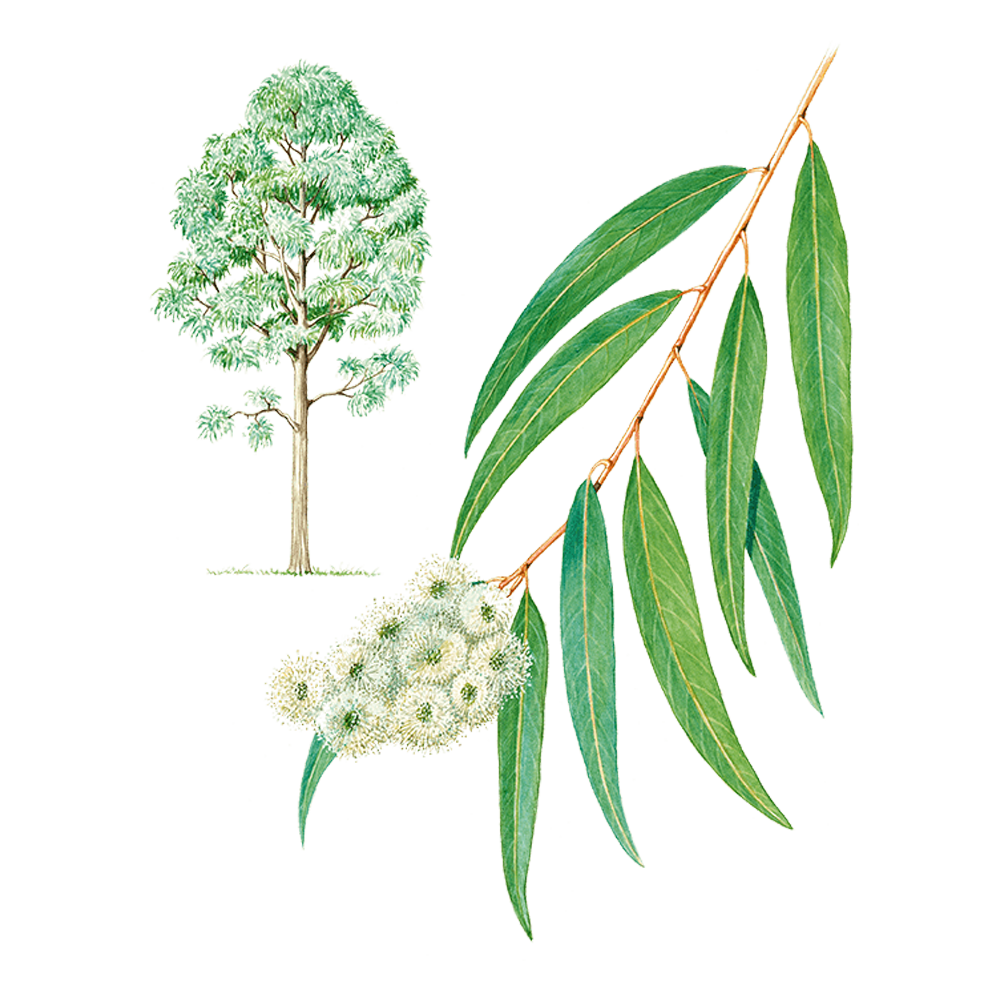 eucalyptus radiata essential oil benefits