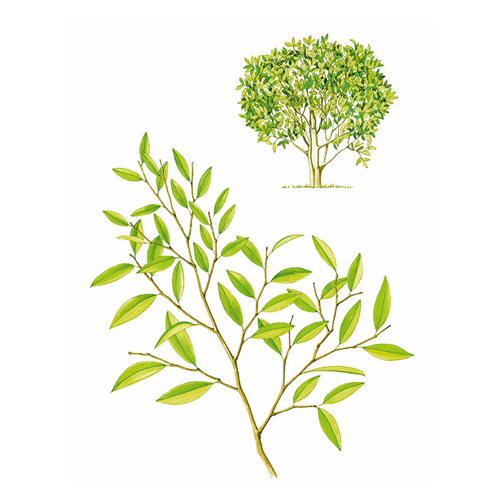 wintergreen essential oil benefits