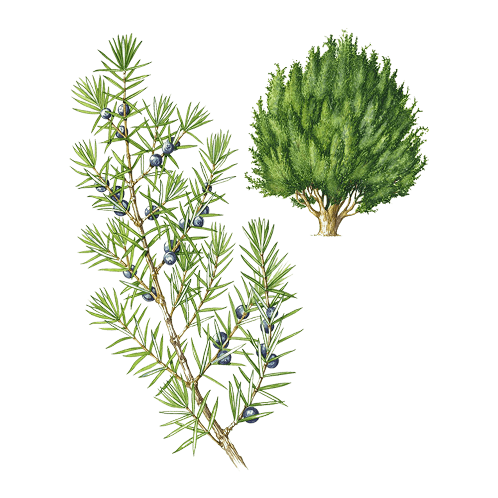 juniper essential oil benefits