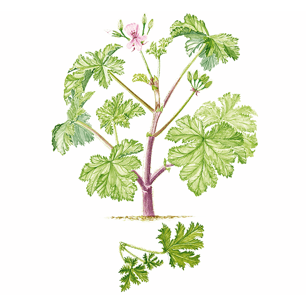Scented Geranium or Rose Geranium essential oil benefits