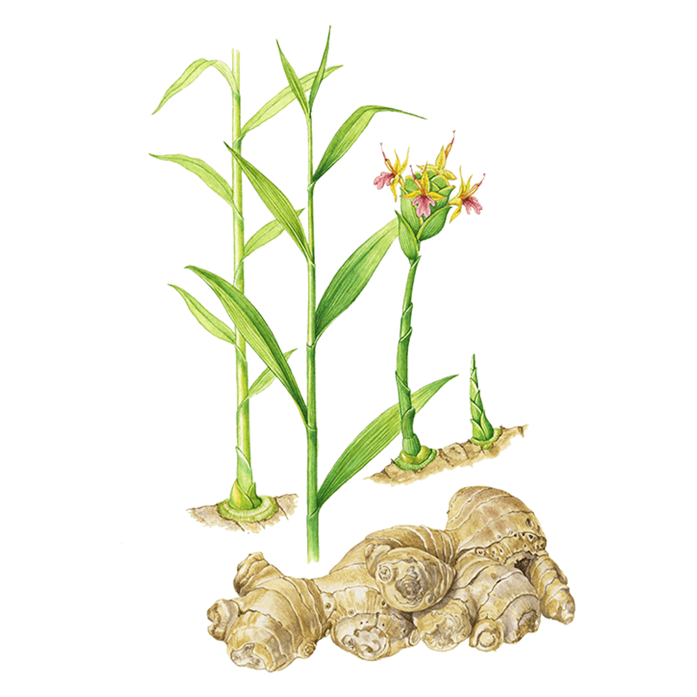 ginger essential oil benefits