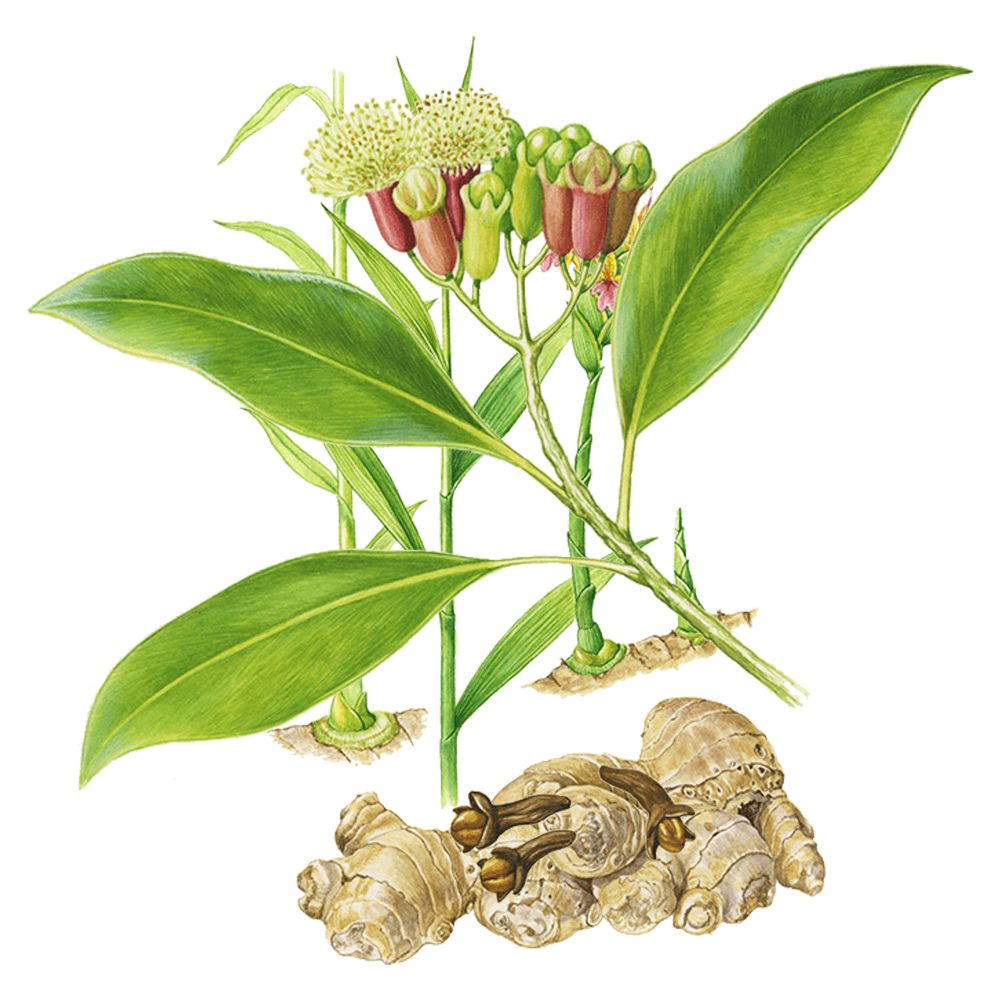 clove essential oil benefits