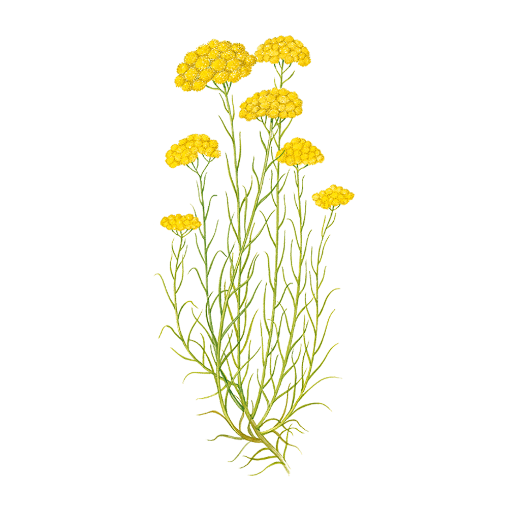 Helichrysum essential oil benefits