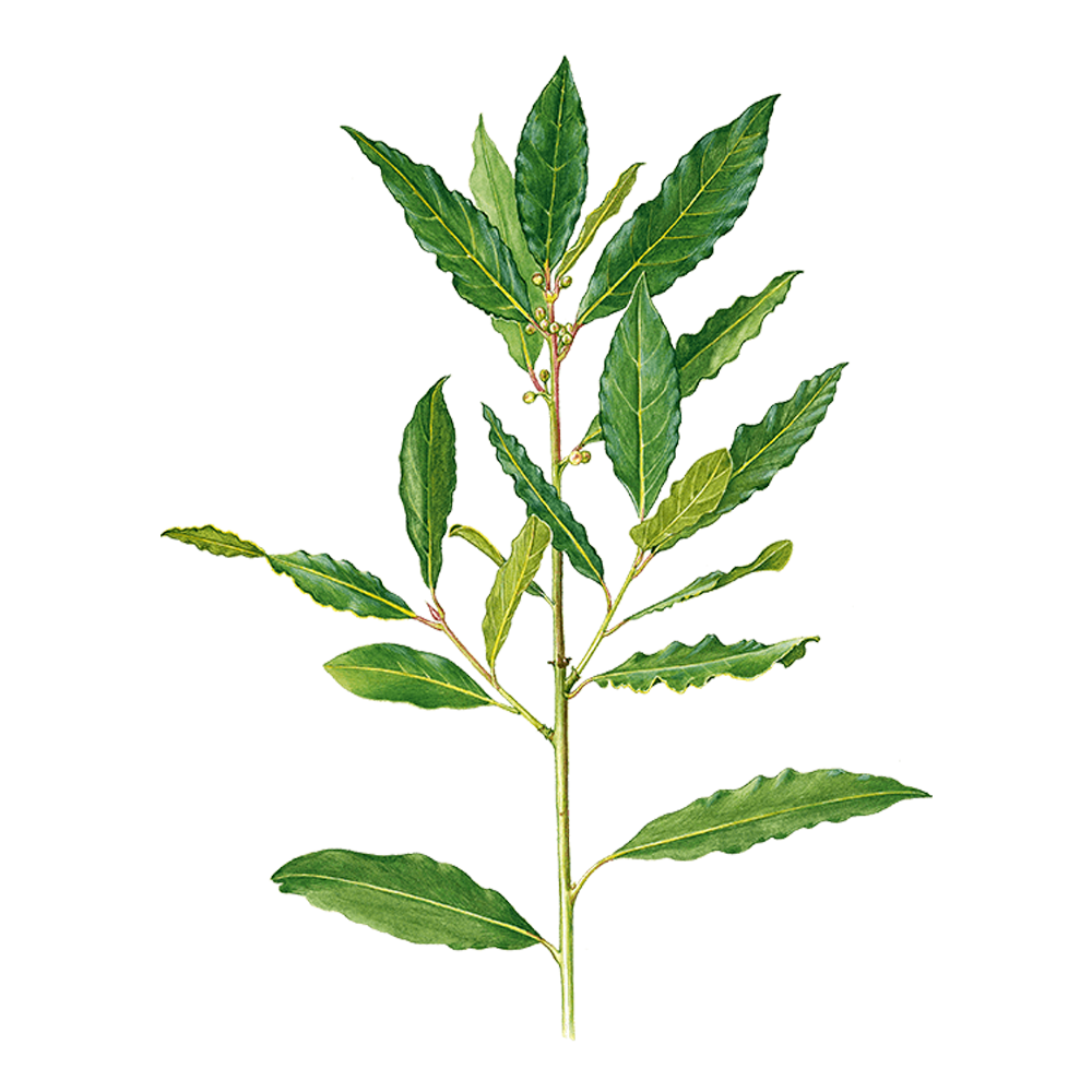 bay essential oil benefits