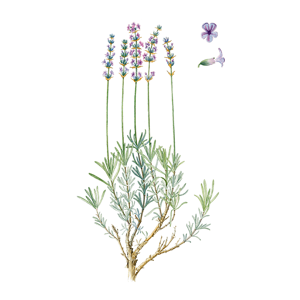 true lavender essential oil benefits