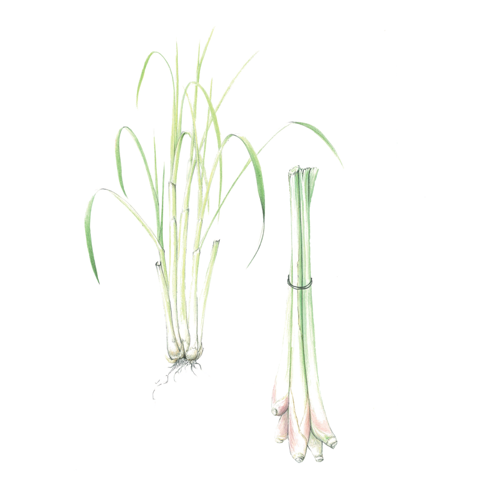 lemongrass essential oil benefits