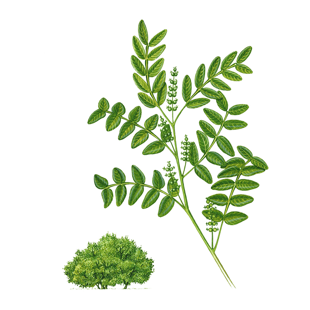 pistacia lentiscus essential oil