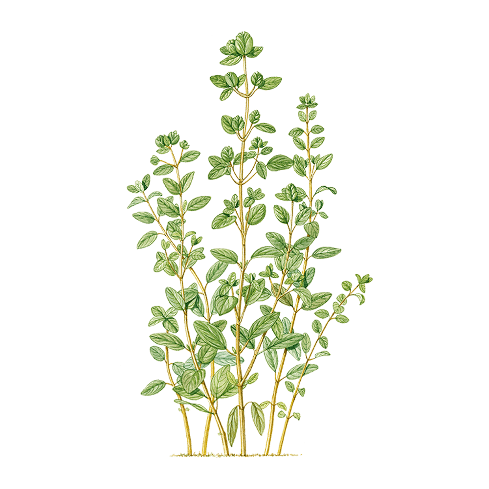 marjoram essential oil benefits