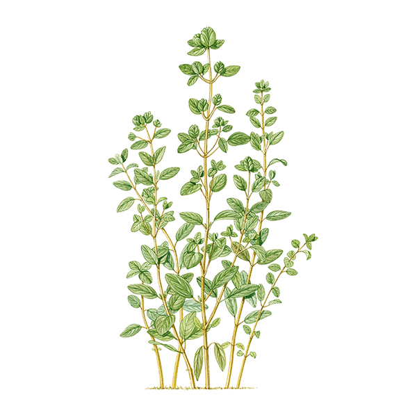 Marjoram Essential Oil Benefits & Properties Puressentiel UK