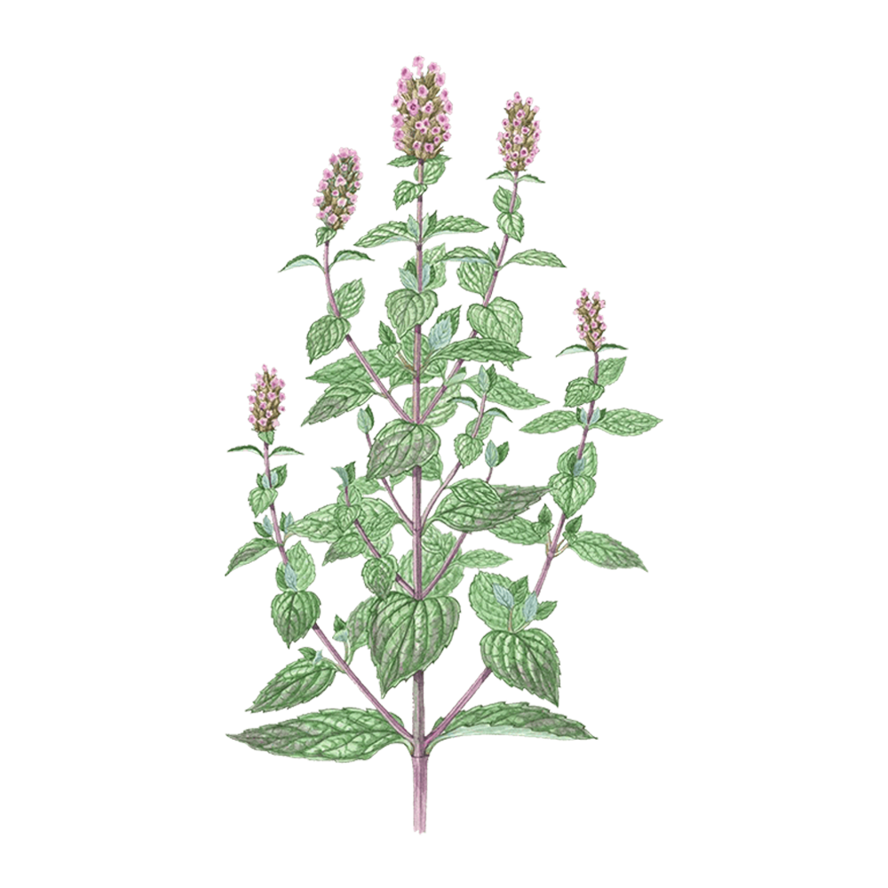 peppermint essential oil