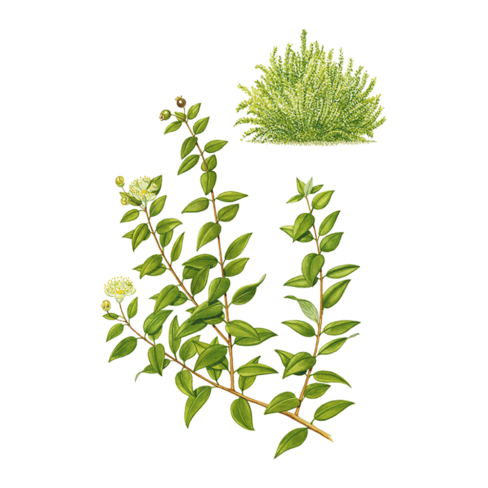 myrtle essential oil benefits