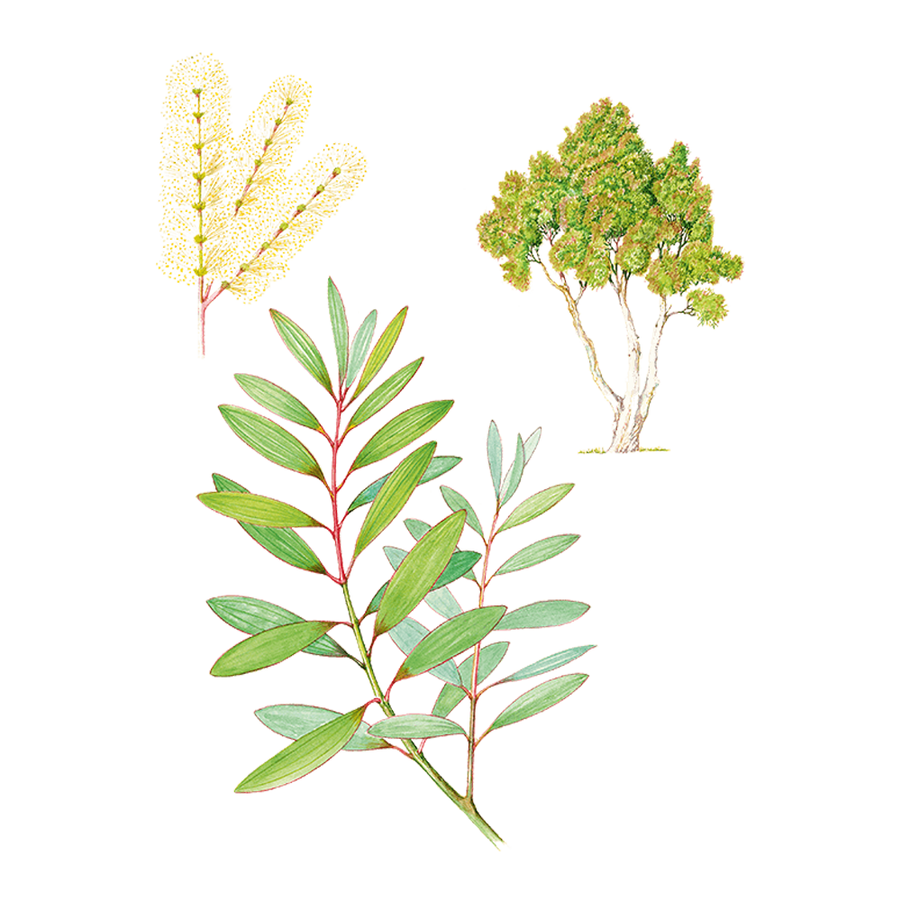 niaouli essential oil