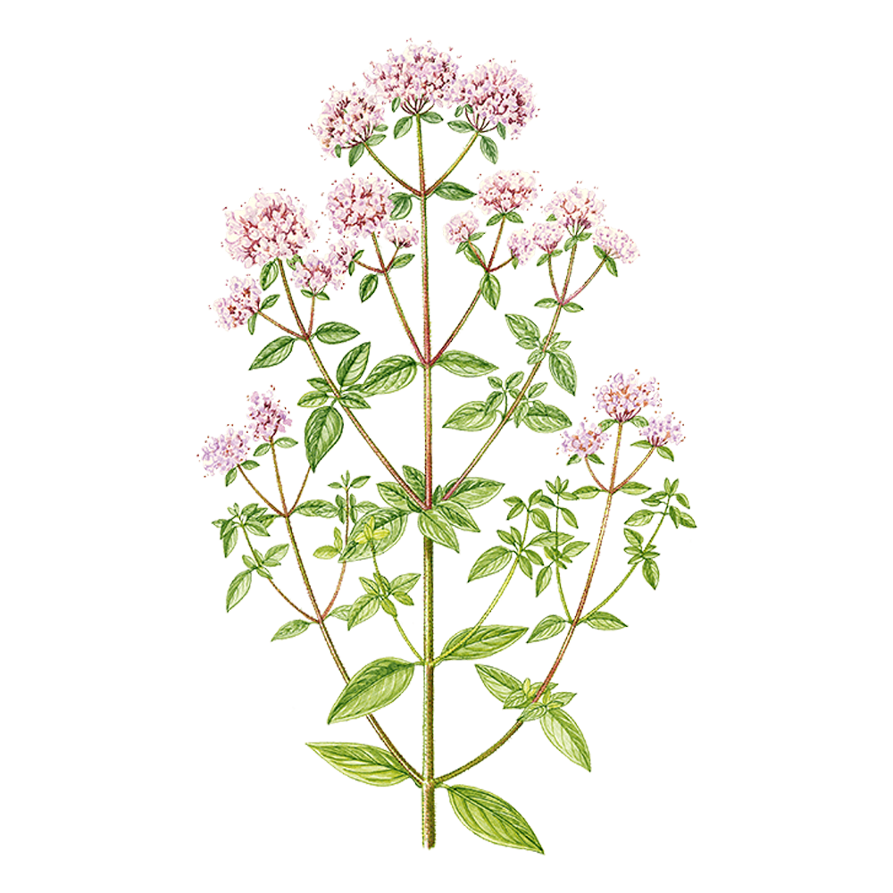 oregano essential oil