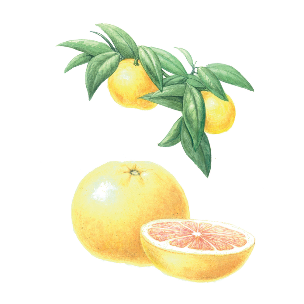 grapefruit essential oil benefits