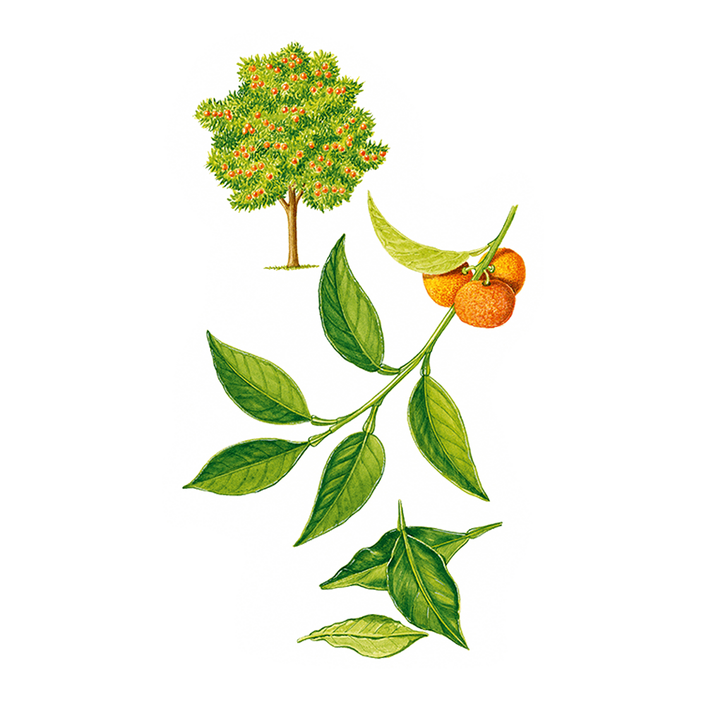 petit grain bitter orange essential oil