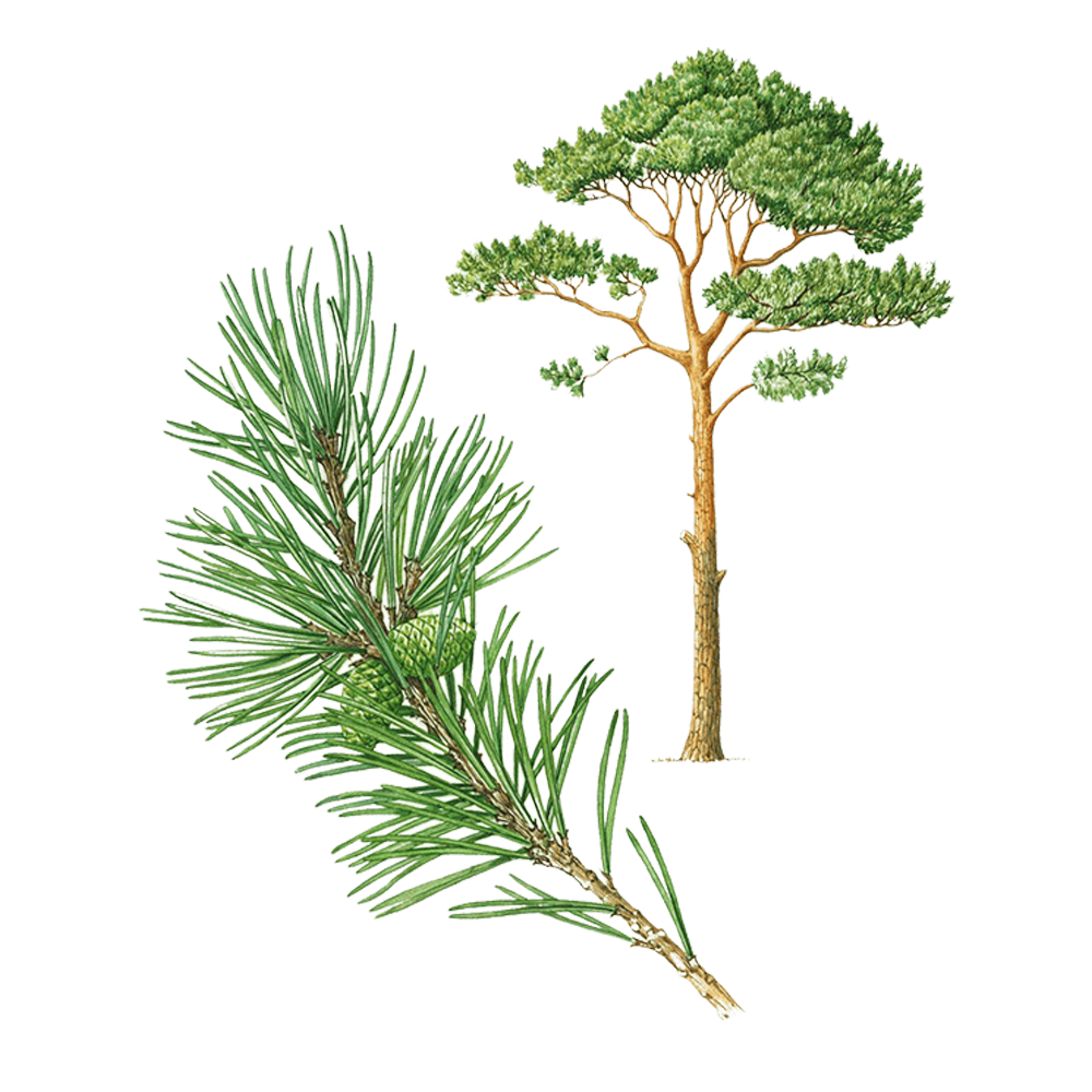 scots pine essential oil benefits