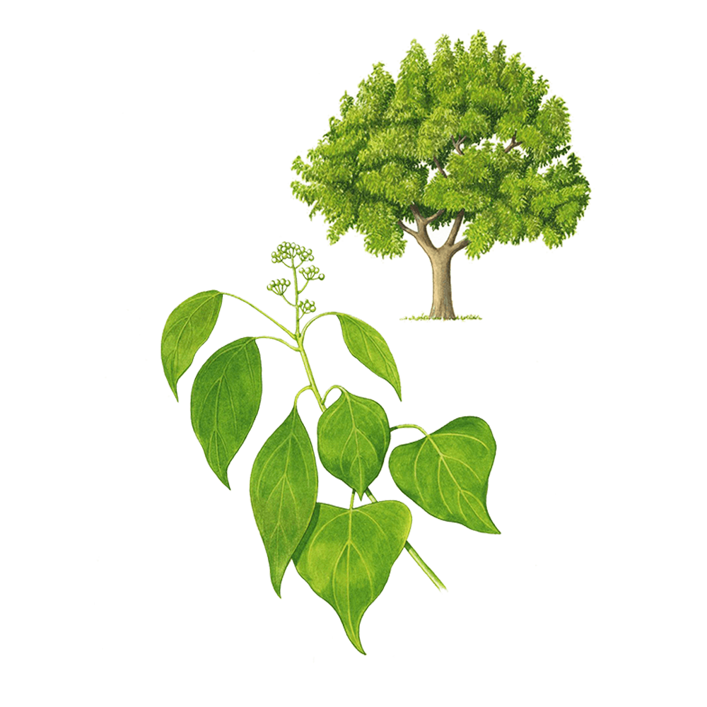 ravintsara essential oil