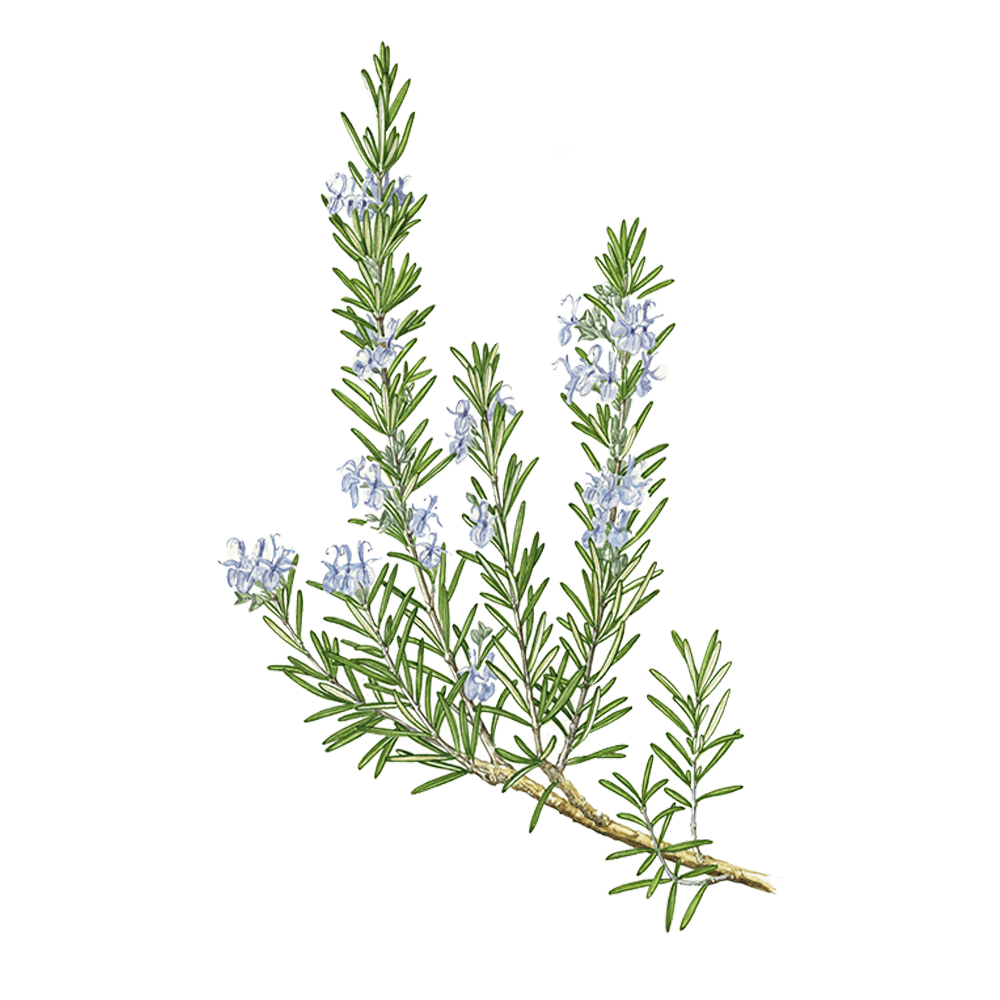 rosemary camphor essential oil benefits