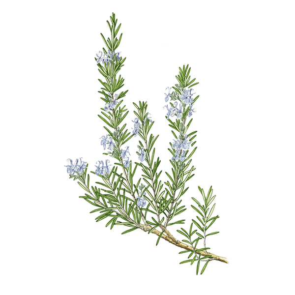 Rosemary Camphor Essential Oil Benefits & Properties Puressentiel UK