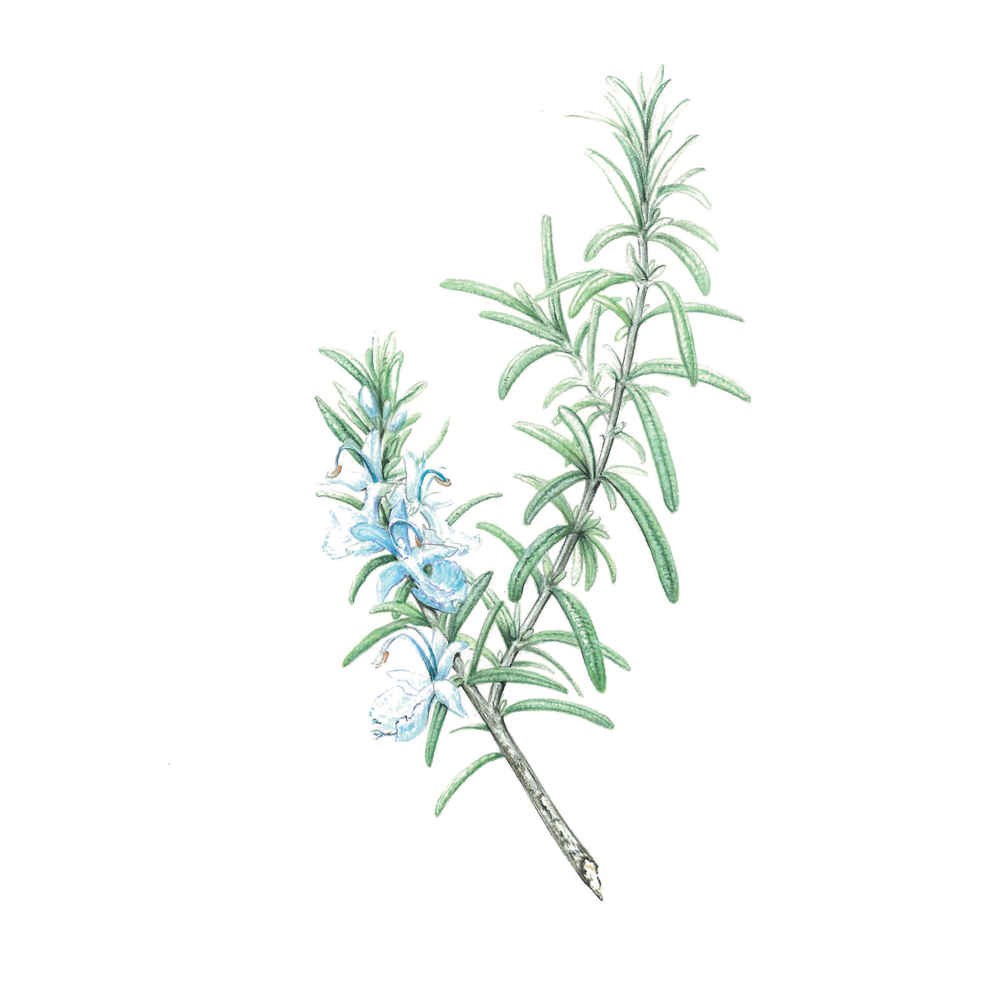 rosemary verbenone essential oil benefits