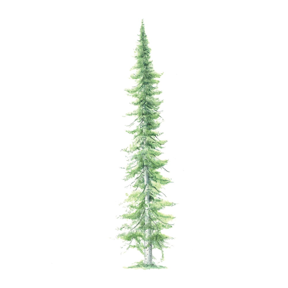 siberian pine essential oil benefits