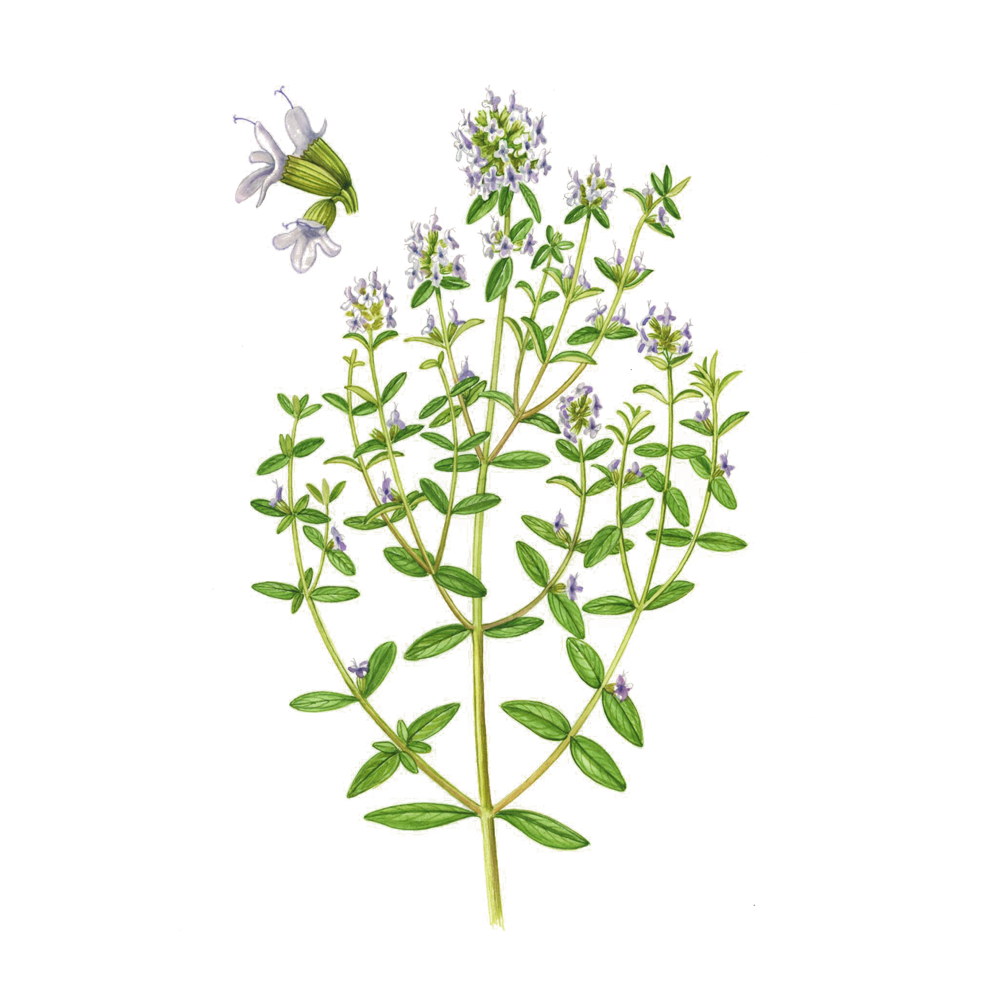 mountain savory essential oil benefits