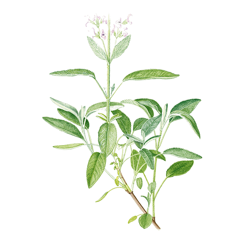 clary sage essential oil benefits