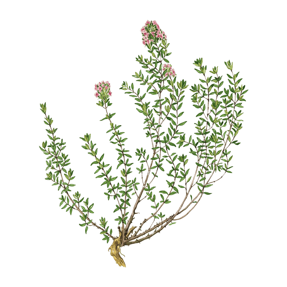 thyme thymol essential oil benefits