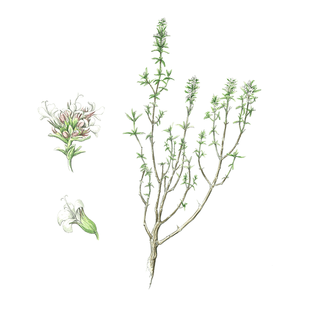 thyme linalool essential oil