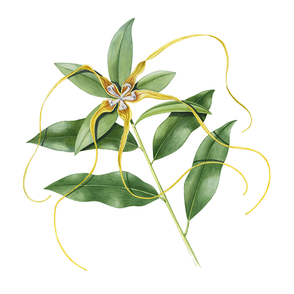 ylang ylang essential oil benefits